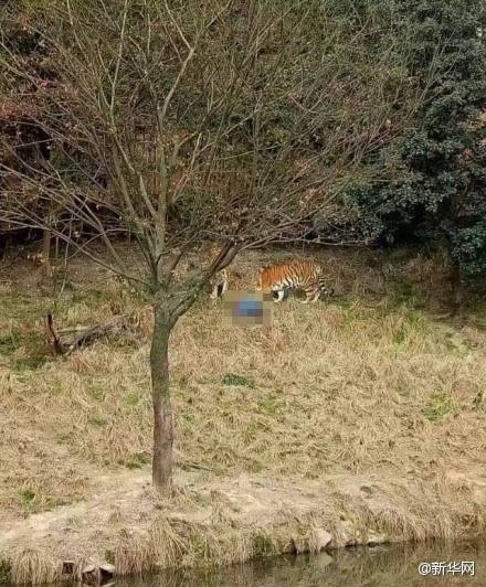 เสือทำร้ายคน