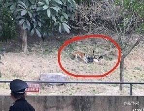 เสือทำร้ายคน