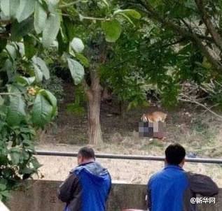 เสือทำร้ายคน