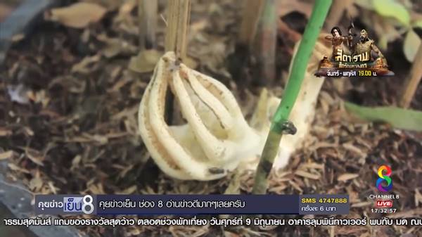 เห็ดปลาหมึก