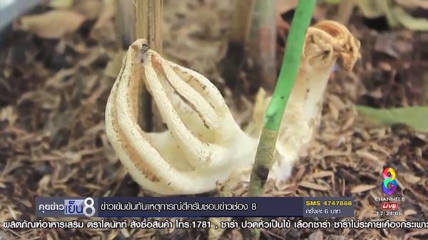 เห็ดปลาหมึก