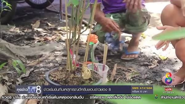 เห็ดปลาหมึก