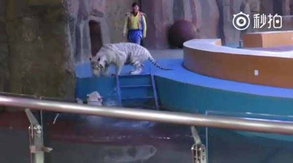 ทรมาณเสือ