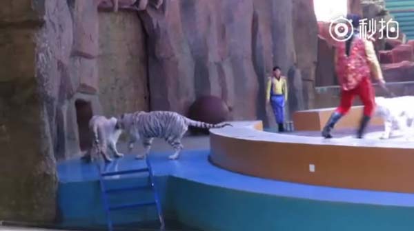 ทรมาณเสือ