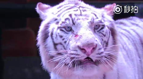 ทรมาณเสือ