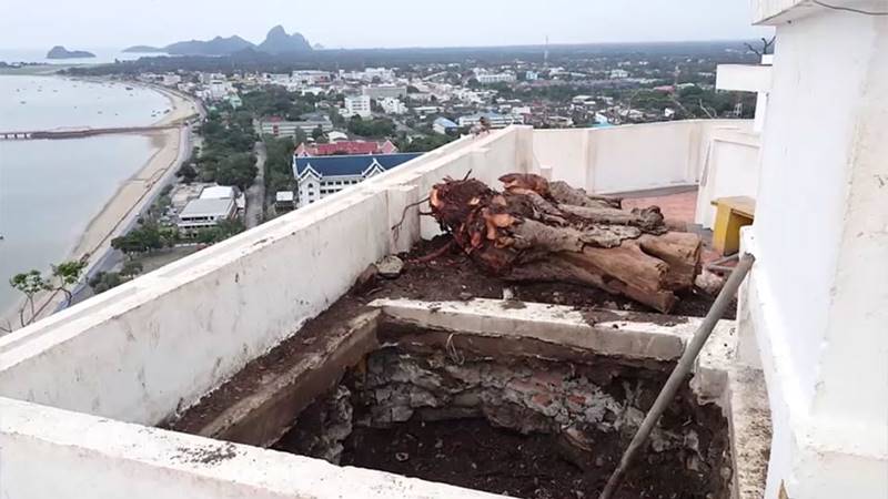 ต้นศรีมหาโพธิ์ 