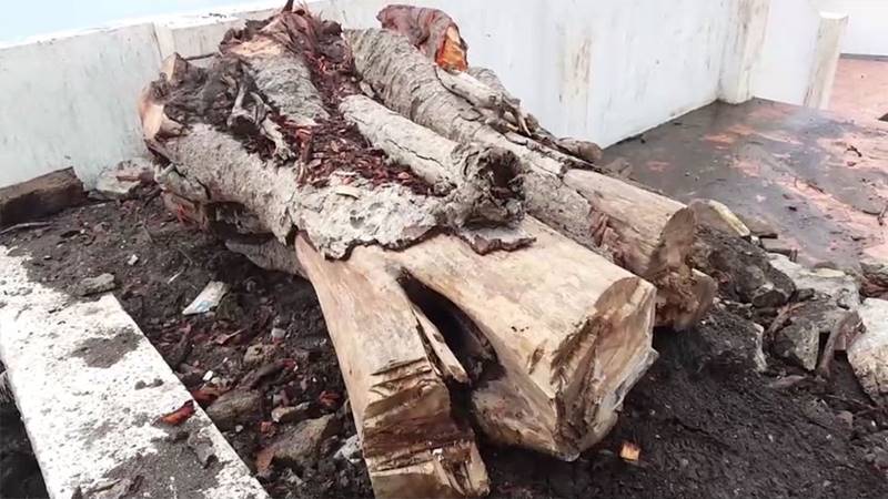 ต้นศรีมหาโพธิ์ 