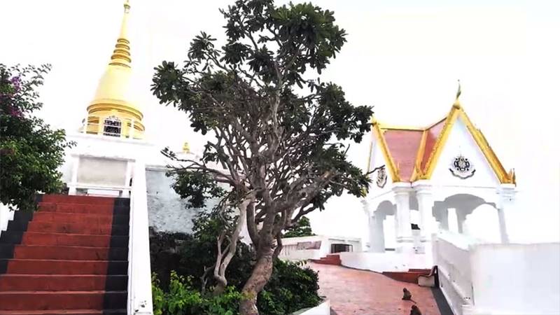 ต้นศรีมหาโพธิ์ 