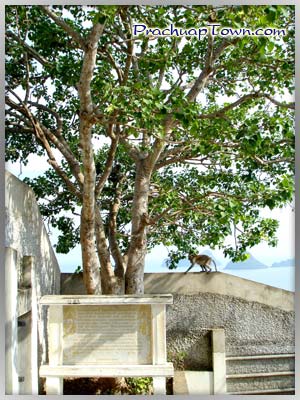 ต้นศรีมหาโพธิ์ 