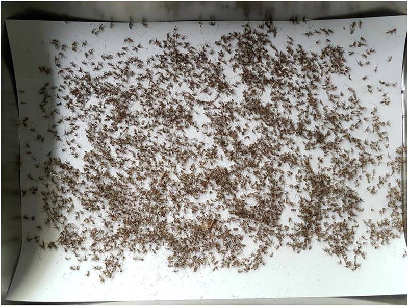 ทำที่ดักยุง