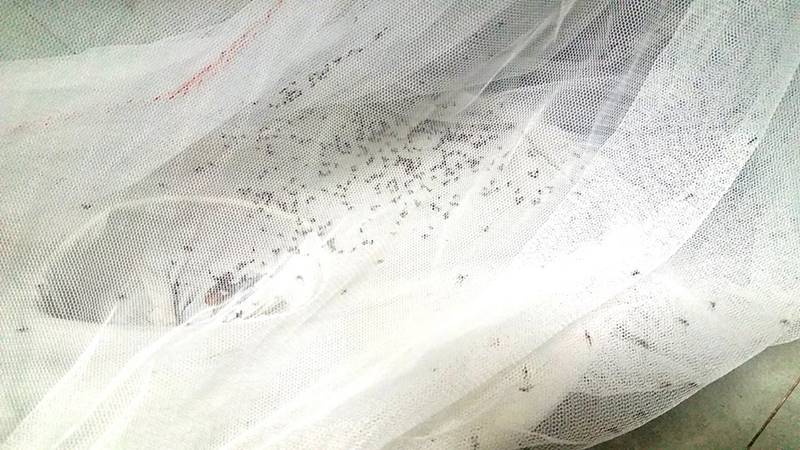 ทำที่ดักยุง