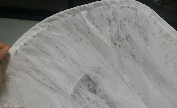 ทำที่ดักยุง