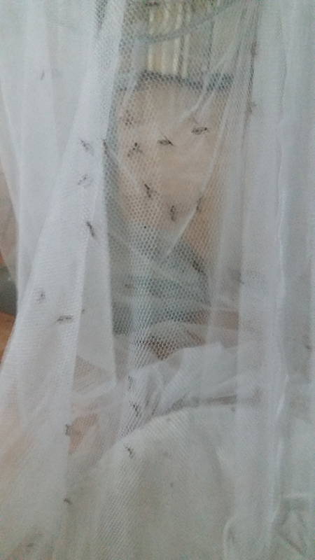 ทำที่ดักยุง