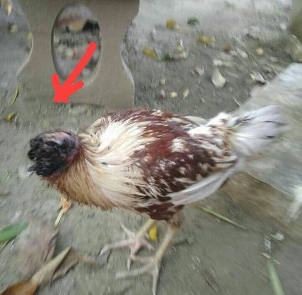 ไก่หัวขาดแต่ไม่ตาย