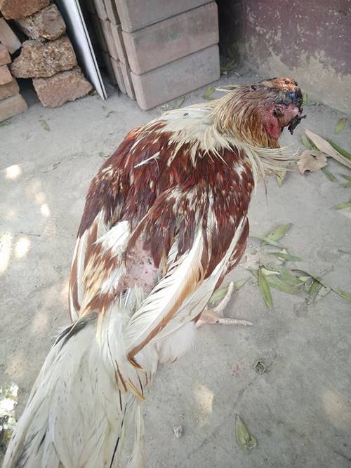 ไก่หัวขาดแต่ไม่ตาย