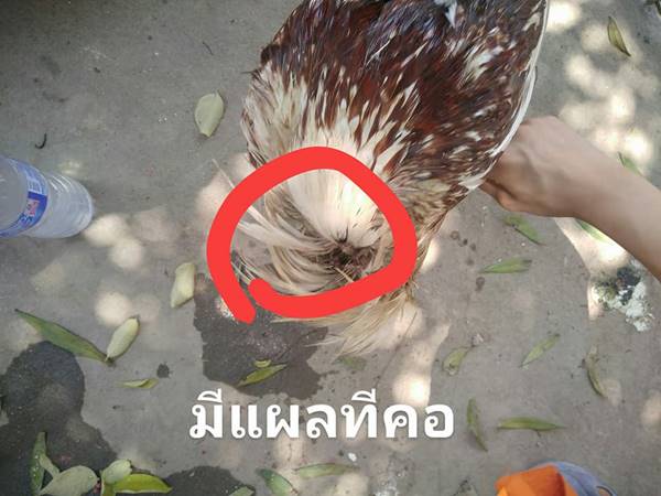 ไก่หัวขาดแต่ไม่ตาย