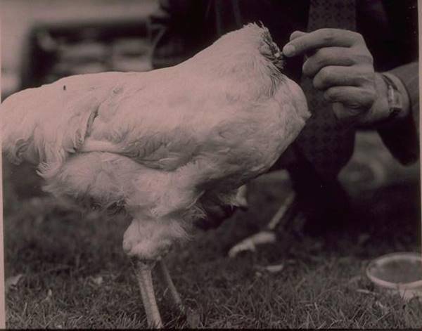 ไก่หัวขาดแต่ไม่ตาย