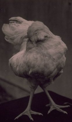 ไก่หัวขาดแต่ไม่ตาย