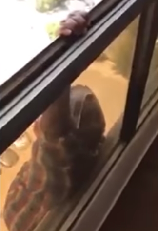 คนตกตึก