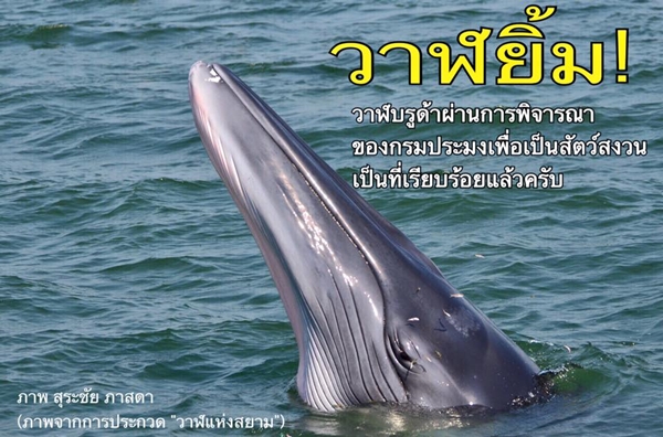 วาฬบรูด้าเป็นสัตว์สงวน