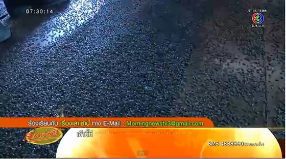 ตะลึง ! แมลงนับล้านตัวบุกยึด 5 หมู่บ้าน จ.ศรีสะเกษ นานนับ 10 ปี