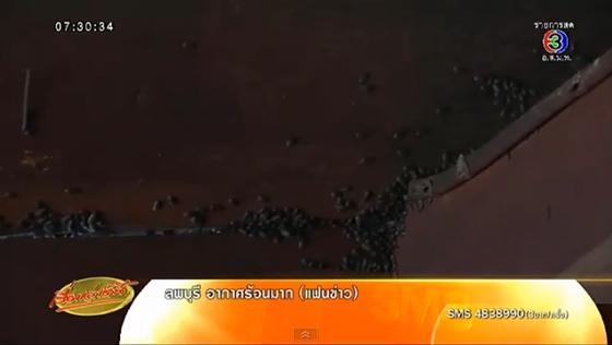 ตะลึง ! แมลงนับล้านตัวบุกยึด 5 หมู่บ้าน จ.ศรีสะเกษ นานนับ 10 ปี