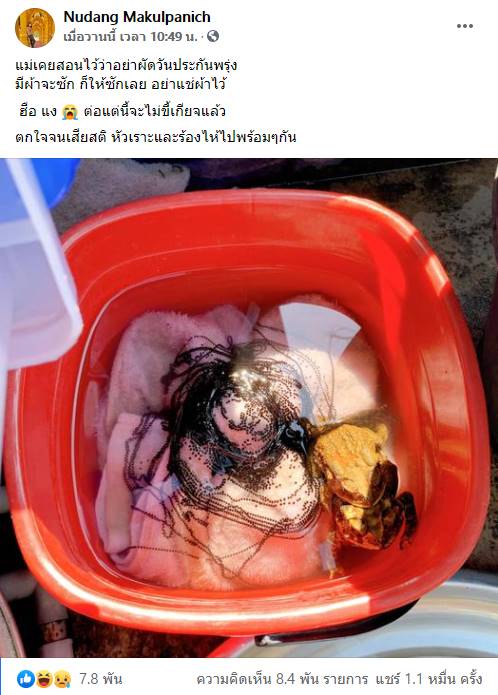 คางคกผสมพันธุ์