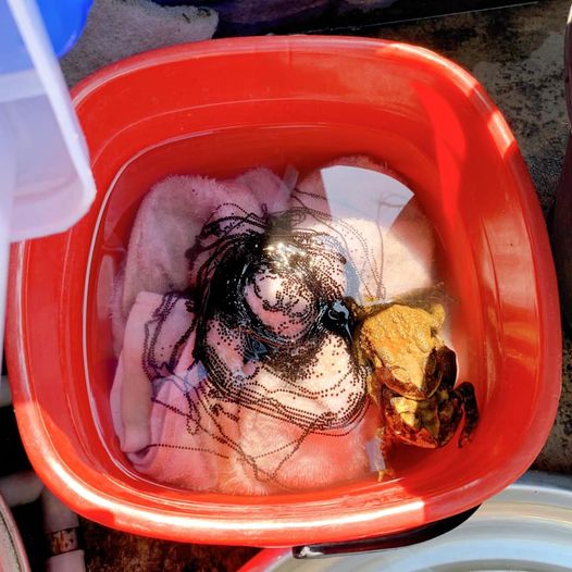 คางคกผสมพันธุ์