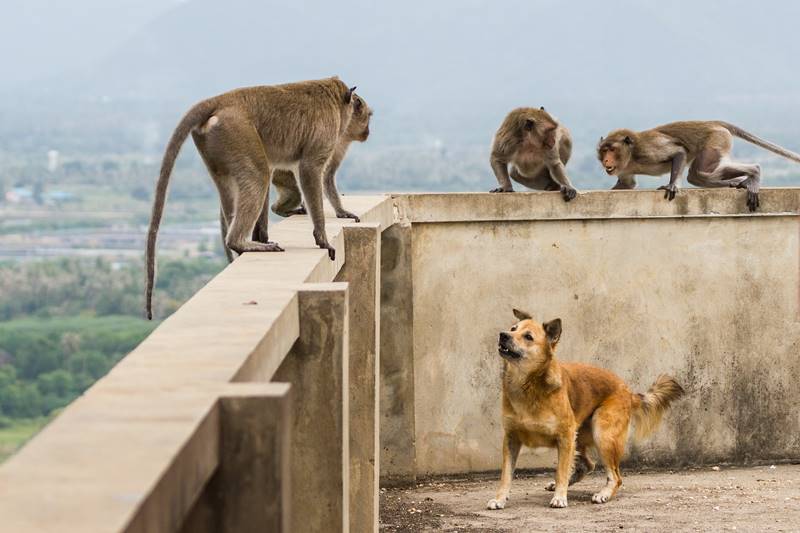 ข่าวอินเดีย ลิงฆ่าหมา