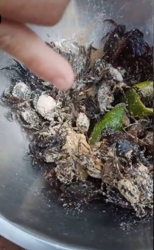 กินปูเป็น ๆ