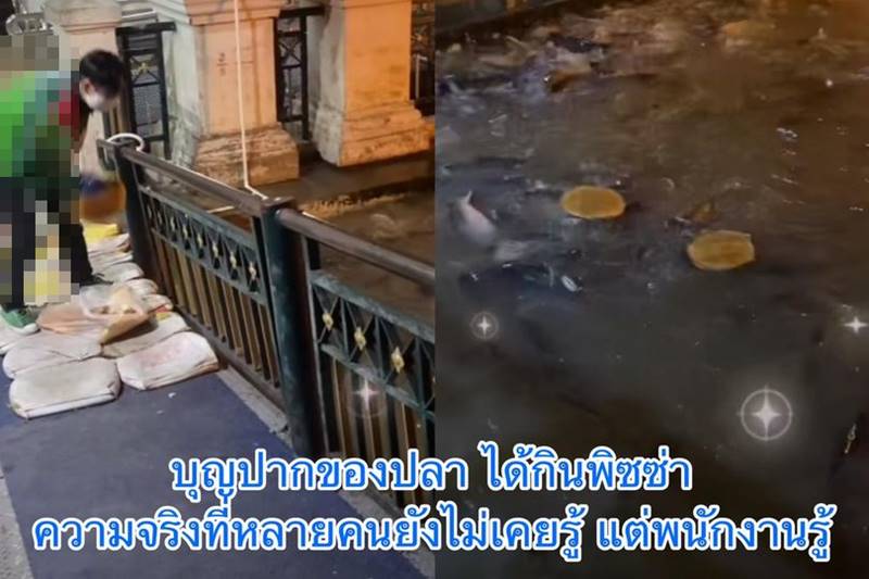 โยนพิซซ่าให้ปลากิน