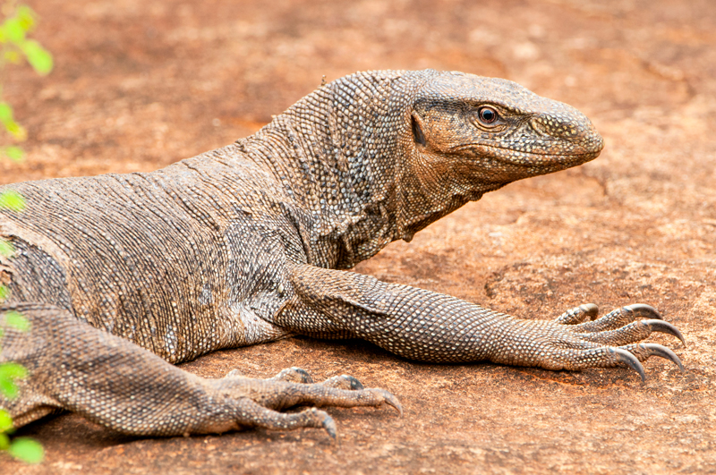 ข่มขืนตัวเงินตัวทอง