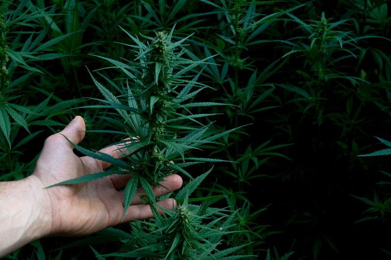 ขายกัญชา