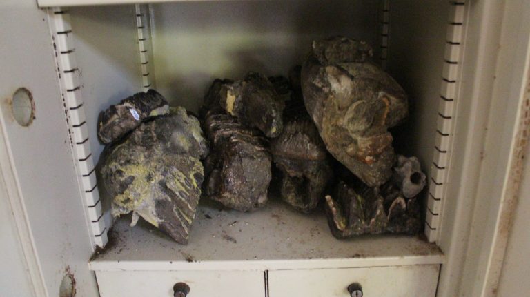 ซากสัตว์โบราณในวัด