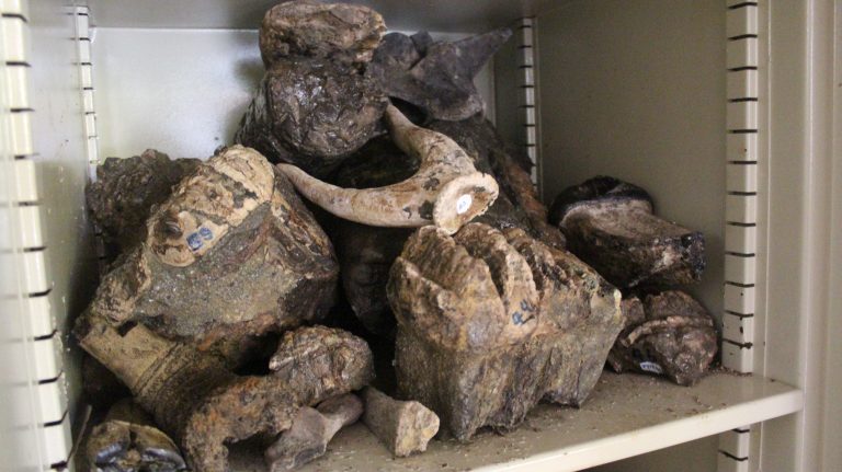 ซากสัตว์โบราณในวัด