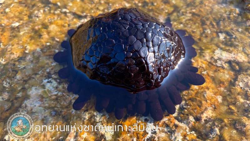 หอยเม่นหมวกกันน็อก