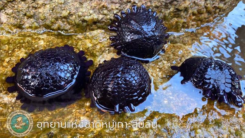 หอยเม่นหมวกกันน็อก