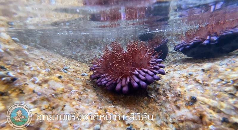 หอยเม่นหมวกกันน็อก