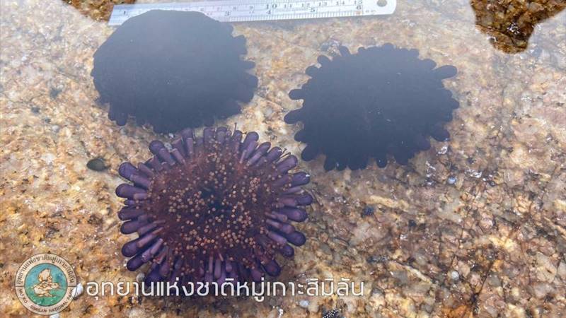 หอยเม่นหมวกกันน็อก