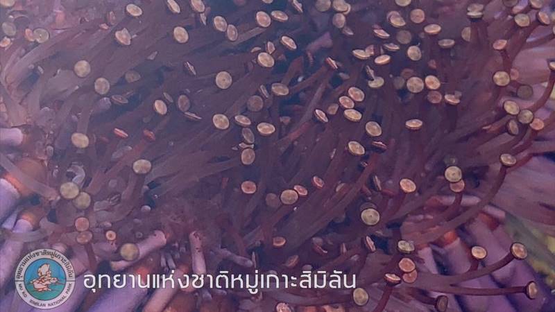 หอยเม่นหมวกกันน็อก