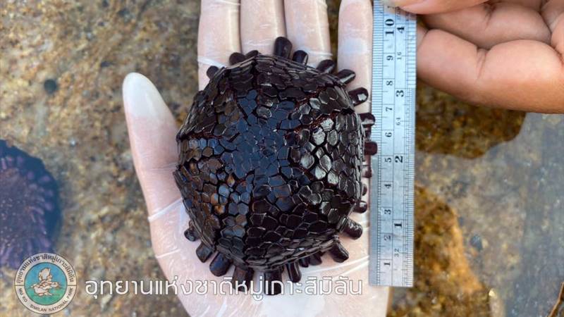 หอยเม่นหมวกกันน็อก