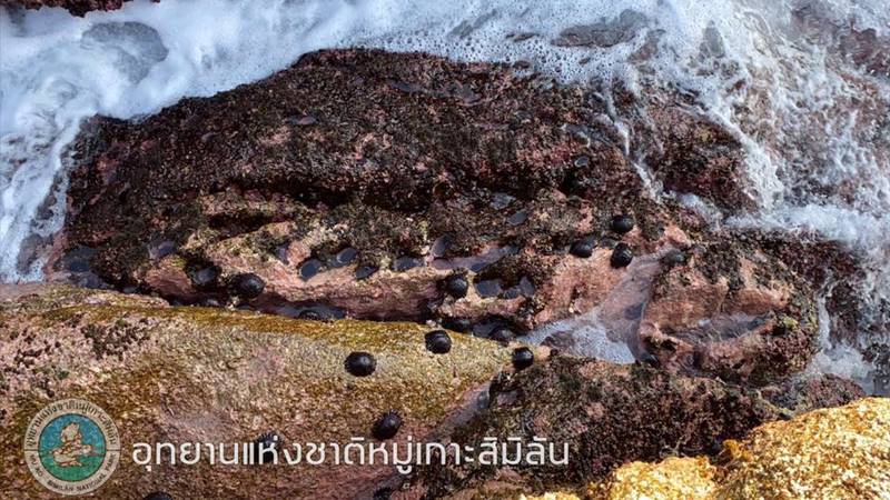 หอยเม่นหมวกกันน็อก