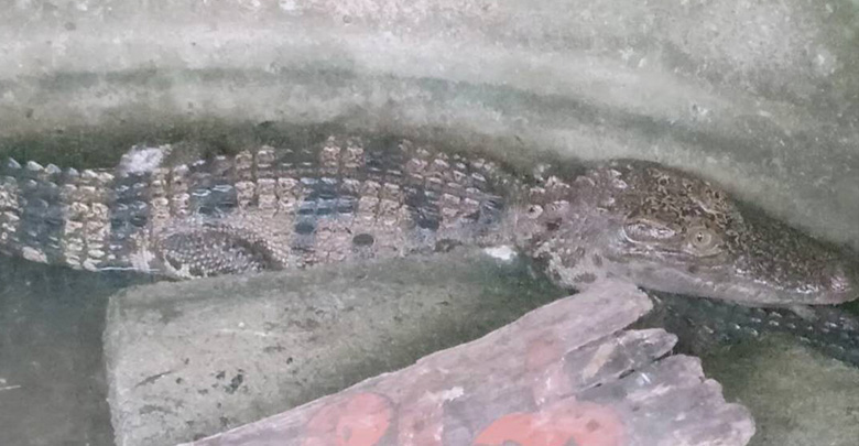 จระเข้หลุด