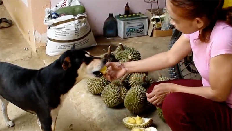 หมากินทุเรียน