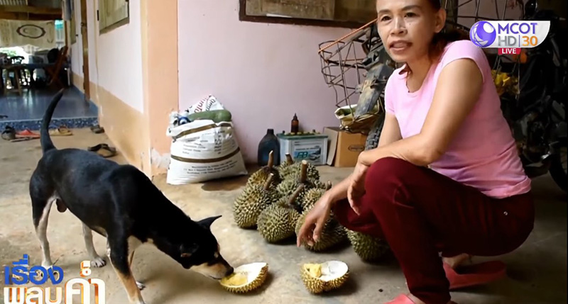 หมากินทุเรียน