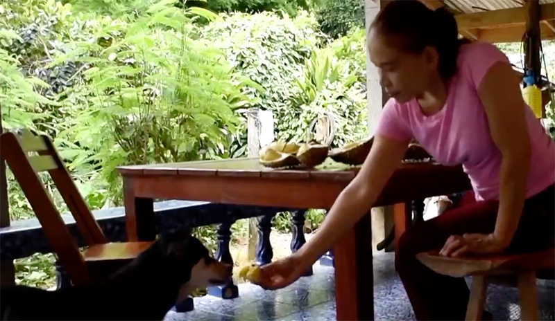 หมากินทุเรียน