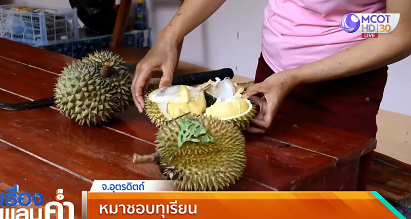 หมากินทุเรียน