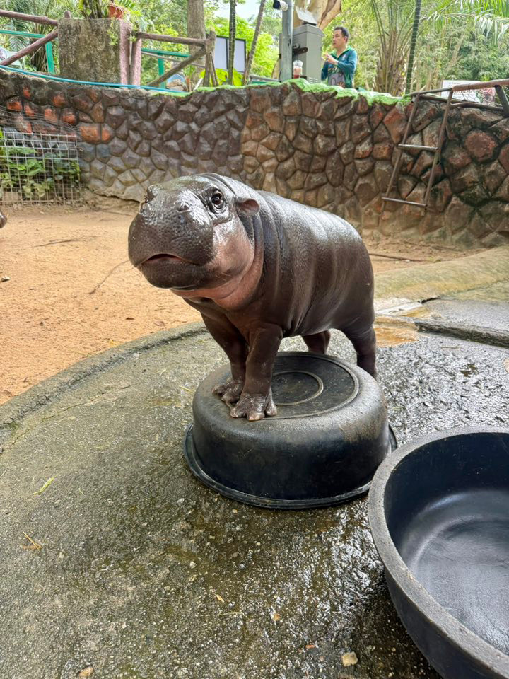 เสาปูนในบ่อฮิปโป สวนสัตว์เฉลย มีไว้เพื่ออะไร