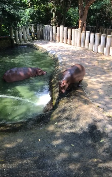 เสาปูนในบ่อฮิปโป สวนสัตว์เฉลย มีไว้เพื่ออะไร