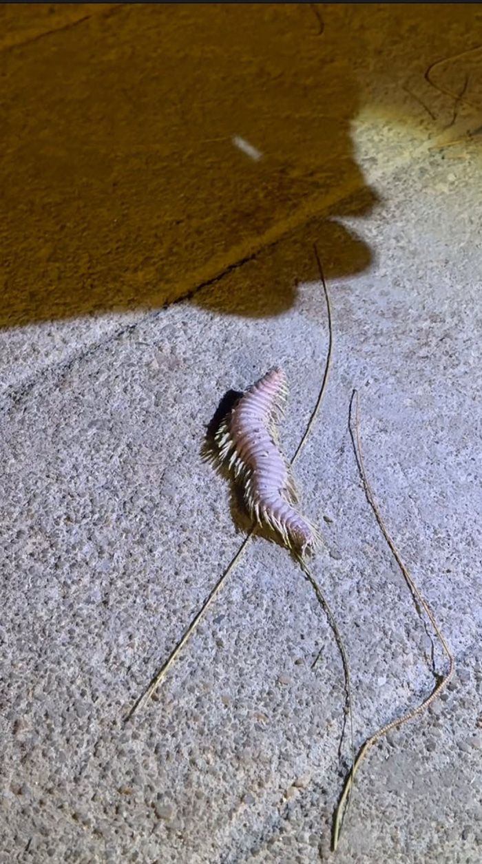 สัตว์ปริศนา ริมหาดกระบี่